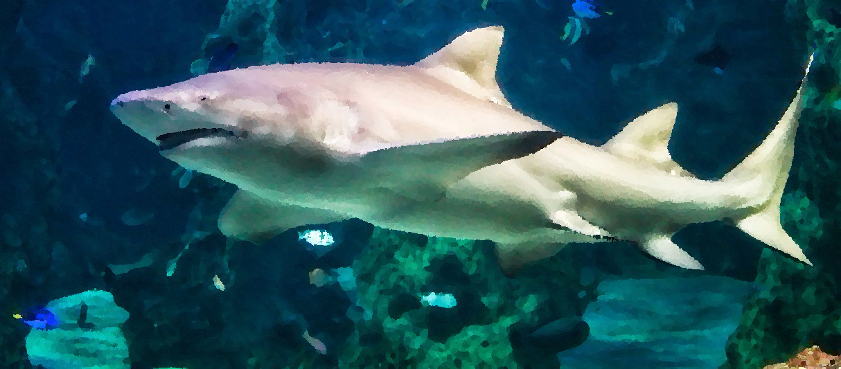 Sea Life Sydney Aquarium - Sydney, New South Wales